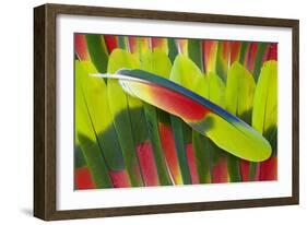 Amazon Parrot Tail Feathers-Darrell Gulin-Framed Photographic Print