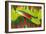 Amazon Parrot Tail Feathers-Darrell Gulin-Framed Photographic Print