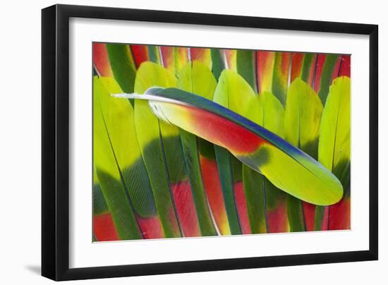 Amazon Parrot Tail Feathers-Darrell Gulin-Framed Photographic Print