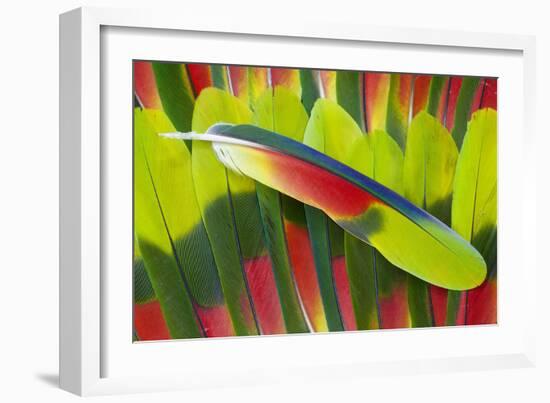 Amazon Parrot Tail Feathers-Darrell Gulin-Framed Photographic Print