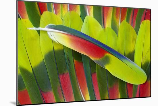 Amazon Parrot Tail Feathers-Darrell Gulin-Mounted Photographic Print