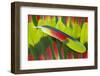 Amazon Parrot Tail Feathers-Darrell Gulin-Framed Photographic Print