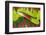 Amazon Parrot Tail Feathers-Darrell Gulin-Framed Photographic Print