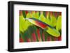 Amazon Parrot Tail Feathers-Darrell Gulin-Framed Photographic Print