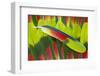 Amazon Parrot Tail Feathers-Darrell Gulin-Framed Photographic Print