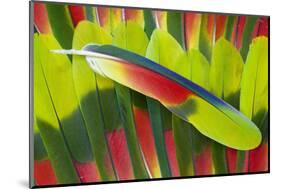 Amazon Parrot Tail Feathers-Darrell Gulin-Mounted Photographic Print