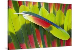 Amazon Parrot Tail Feathers-Darrell Gulin-Stretched Canvas