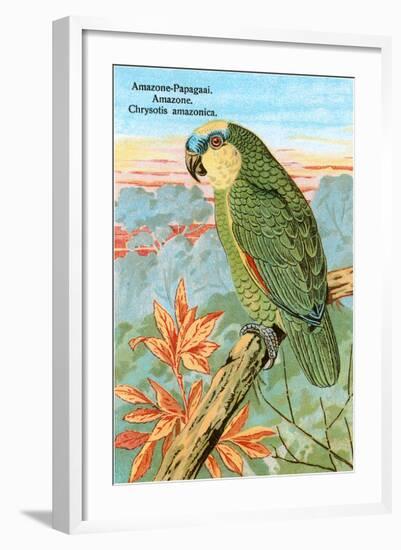 Amazon Parrot-null-Framed Art Print