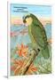 Amazon Parrot-null-Framed Art Print