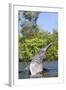 Amazon Pink River Dolphin-null-Framed Photographic Print