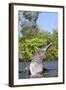 Amazon Pink River Dolphin-null-Framed Photographic Print