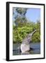 Amazon Pink River Dolphin-null-Framed Photographic Print