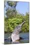 Amazon Pink River Dolphin-null-Mounted Photographic Print