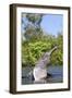 Amazon Pink River Dolphin-null-Framed Photographic Print