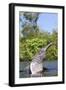 Amazon Pink River Dolphin-null-Framed Photographic Print