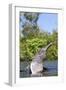 Amazon Pink River Dolphin-null-Framed Photographic Print