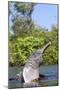 Amazon Pink River Dolphin-null-Mounted Photographic Print
