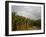 Amazon, Rio Tapajos, A Tributary of Rio Tapajos Which Is Itself a Tributary of Amazon, Brazil-Mark Hannaford-Framed Photographic Print