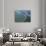 Amazon River, Amazon Jungle, Brazil-null-Photographic Print displayed on a wall