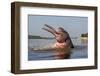 Amazon river dolphin (Inia geoffrensis) Rio Negro, Amazonas, Brazil.-Sylvain Cordier-Framed Photographic Print