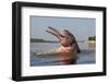 Amazon river dolphin (Inia geoffrensis) Rio Negro, Amazonas, Brazil.-Sylvain Cordier-Framed Photographic Print