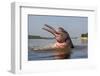 Amazon river dolphin (Inia geoffrensis) Rio Negro, Amazonas, Brazil.-Sylvain Cordier-Framed Photographic Print