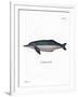 Amazon River Dolphin-null-Framed Giclee Print