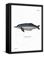 Amazon River Dolphin-null-Framed Stretched Canvas