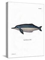 Amazon River Dolphin-null-Stretched Canvas