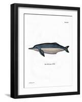 Amazon River Dolphin-null-Framed Giclee Print