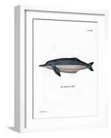 Amazon River Dolphin-null-Framed Giclee Print