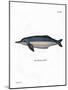 Amazon River Dolphin-null-Mounted Giclee Print