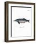 Amazon River Dolphin-null-Framed Premium Giclee Print