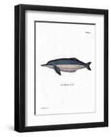 Amazon River Dolphin-null-Framed Premium Giclee Print