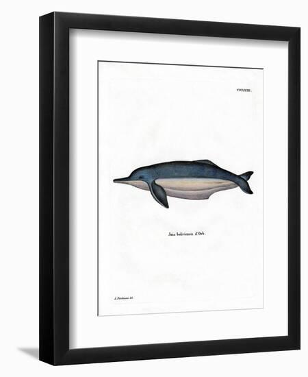 Amazon River Dolphin-null-Framed Premium Giclee Print