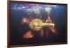 Amazon river dolphins, Amazonas, Brazil-Art Wolfe-Framed Photographic Print