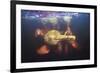 Amazon river dolphins, Amazonas, Brazil-Art Wolfe-Framed Premium Photographic Print