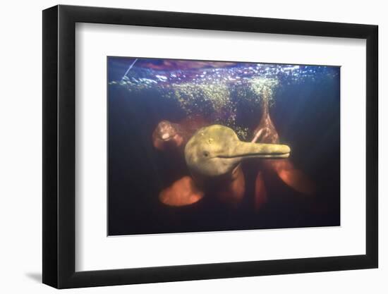 Amazon river dolphins, Amazonas, Brazil-Art Wolfe-Framed Photographic Print