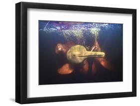 Amazon river dolphins, Amazonas, Brazil-Art Wolfe-Framed Photographic Print