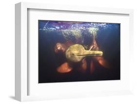 Amazon river dolphins, Amazonas, Brazil-Art Wolfe-Framed Photographic Print