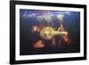 Amazon river dolphins, Amazonas, Brazil-Art Wolfe-Framed Photographic Print