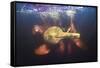 Amazon river dolphins, Amazonas, Brazil-Art Wolfe-Framed Stretched Canvas