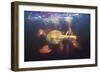 Amazon river dolphins, Amazonas, Brazil-Art Wolfe-Framed Photographic Print