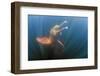 Amazon river dolphins, Amazonas, Brazil-Art Wolfe-Framed Photographic Print