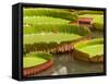 Amazon Water Lilies, Thailand-Gavriel Jecan-Framed Stretched Canvas