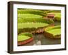 Amazon Water Lilies, Thailand-Gavriel Jecan-Framed Photographic Print