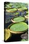 Amazon Waterlily and Santa Cruz-null-Stretched Canvas