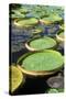Amazon Waterlily and Santa Cruz-null-Stretched Canvas