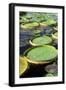 Amazon Waterlily and Santa Cruz-null-Framed Premium Photographic Print