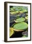 Amazon Waterlily and Santa Cruz-null-Framed Photographic Print